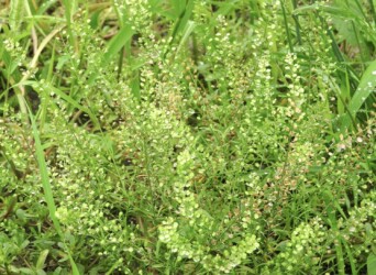 グンバイナズナ(マメグンバイナズナ)かな?