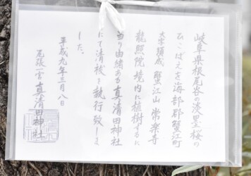 薄墨桜の謂れを記した掲示内容