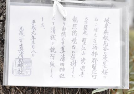 薄墨桜の謂れを記した掲示内容