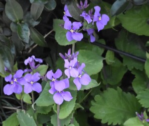 ショカツサイ(オオアラセイトウ)