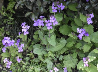 ショカツサイ(オオアラセイトウ)