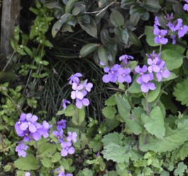 ショカツサイ(オオアラセイトウ)