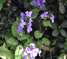 ショカツサイ(オオアラセイトウ)