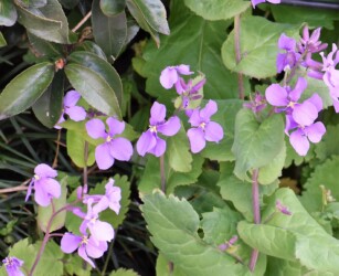 ショカツサイ(オオアラセイトウ)