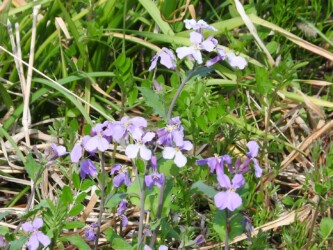 ショカツサイ(オオアラセイトウ)