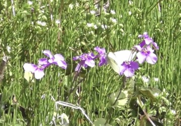 ショカツサイの花の蜜を吸うモンシロチョウ