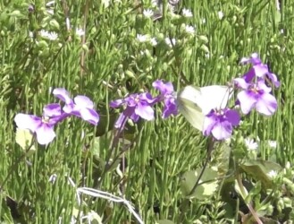 ショカツサイの花の蜜を吸うモンシロチョウ