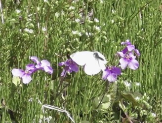 ショカツサイの花の蜜を吸うモンシロチョウ
