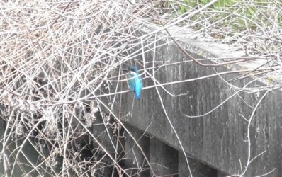 団地の用水路で見かけたカワセミ