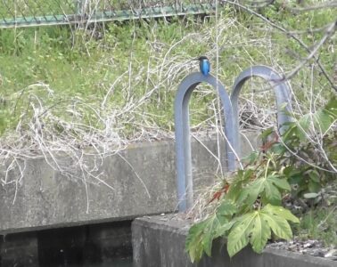 団地の用水路で見かけたカワセミ