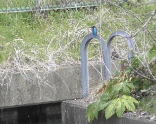 団地の用水路で見かけたカワセミ