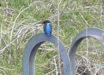 団地の用水路で見かけたカワセミ