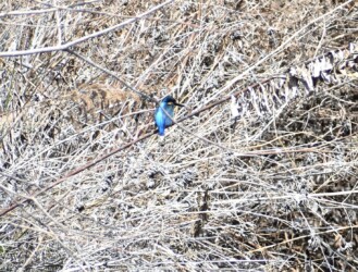 団地の用水路で見かけたカワセミ