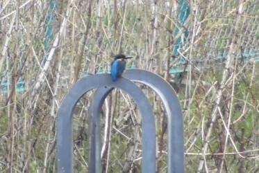 団地の用水路で見かけたカワセミ