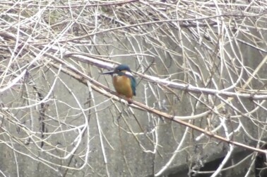 団地の用水路で見かけたカワセミ