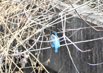 団地の用水路で見かけたカワセミ