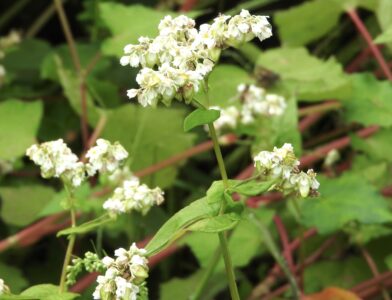 ソバの花