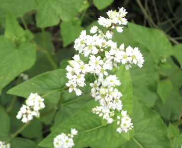 ソバの花