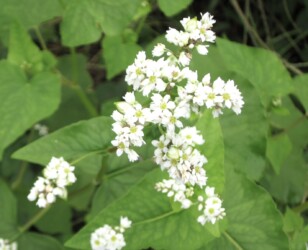 ソバの花