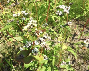 ソバの花と実