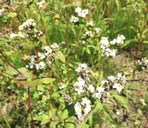 ソバの花と実