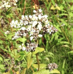 ソバの花と実