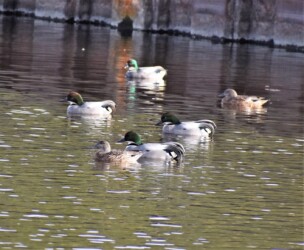 佐屋川のヨシガモ