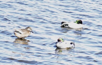 日光川のヨシガモ