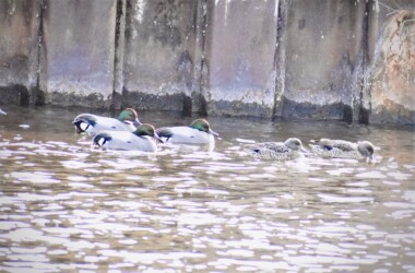 佐屋川のヨシガモ