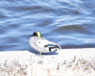 護岸で休むヨシガモ
