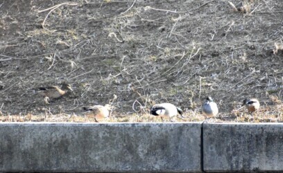 護岸で休むヨシガモ