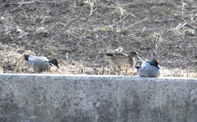 護岸で休むヨシガモ