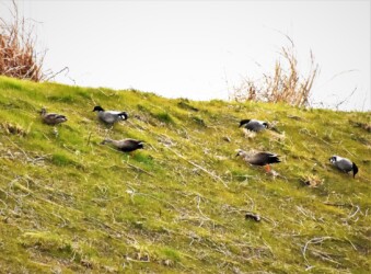 餌探しするヨシガモ