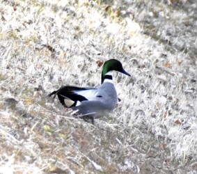 餌探しするヨシガモ