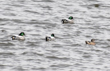 日光川のヨシガモ