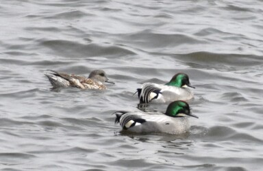 日光川のヨシガモ