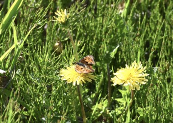 タンポポの花の蜜を吸うキタテハ