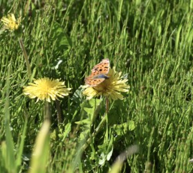 タンポポの花の蜜を吸うキタテハ