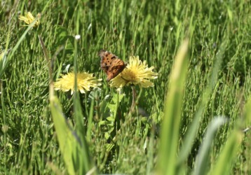 タンポポの花の蜜を吸うキタテハ
