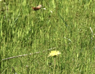 タンポポの花の蜜を吸うキタテハ