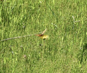 タンポポの花の蜜を吸うキタテハ