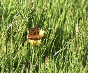 タンポポの花の蜜を吸うキタテハ