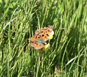 タンポポの花の蜜を吸うキタテハ