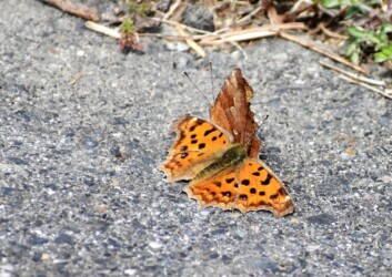 冬に見かけたキタテハ