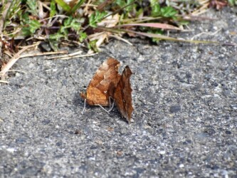 冬に見かけたキタテハ