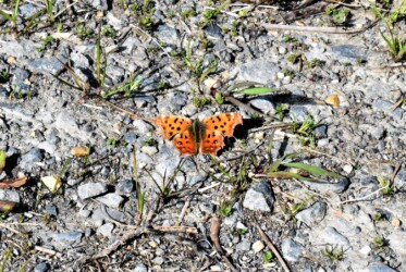 冬に見かけたキタテハ