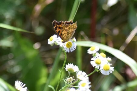 ヒメジョオンの花の蜜を吸うキタテハ