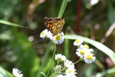 ヒメジョオンの花の蜜を吸うキタテハ