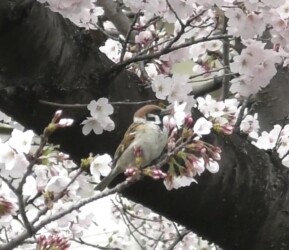 ソメイヨシノの花柄を咥えるスズメ