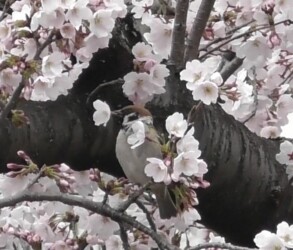 ソメイヨシノの花柄を咥えるスズメ